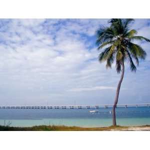  Palm Tree by Bay, Florida Keys, Florida Photographic 