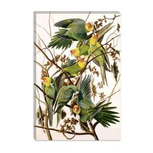 Carolina Parakeet, From birds of America, 1829 by John James Audubon 