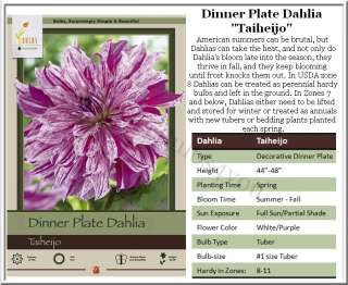 Dinner Plate Dahlia Tajheijo #1 size Tubers (ships Spring)  