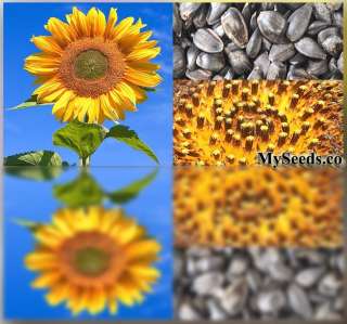 BULK PEREDOVIK Sunflower Seeds ~Game Birds & Deer Favorite~ PLOT FOOD 