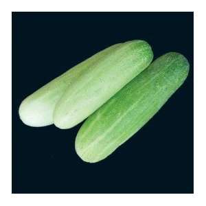  Thai Green Cucumber Seeds