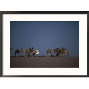  A Caravan of Camels Settles in against a Moonlit Sky in 