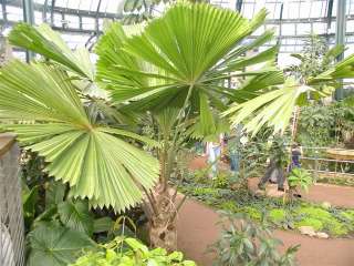 GIANT Split CIRCULAR leaf Palm Tree 3+ yr. old Licuala  