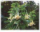 live brugmansia yellow angel trumpet plant shrub tree expedited 