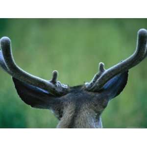  Close View of a Young Male Mule Deers Antlers in Summer Velvet 